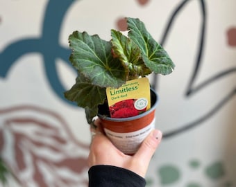 Begonia 'Limitless ' - British Grown (Mixed Colours)