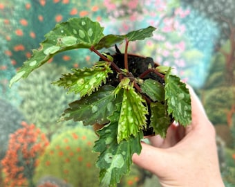 Begonia 'Mantuk'