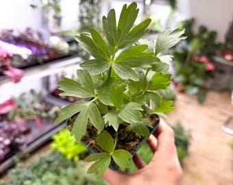 Levisticum officinale - Lovage - British Grown Culinary Herb