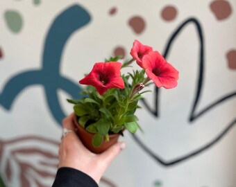 Petunia 'Sanguna Red' - British Grown