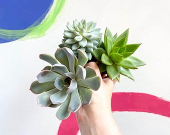 Echeveria Succulent Lucky Dip