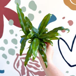 Microsorum pteropus – Java Fern