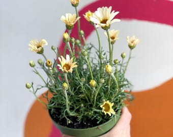 Rhodanthemum hosmariense 'Zagora Yellow' - Moroccan Daisy