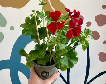 Pelargonium peltatum 'Dark Red' - Ivy Leaved Geranium
