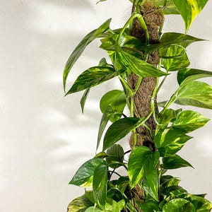 Coir Moss Pole – Coco Fibre Plant Support