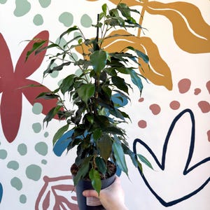 Ficus benjamina 'Danielle' - Weeping Fig