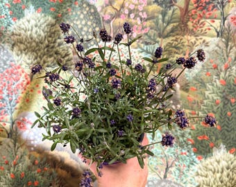 Lavandula angustifolia - English Lavender