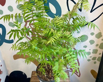 Sorbaria sorbifolia 'Sem' - False Spirea