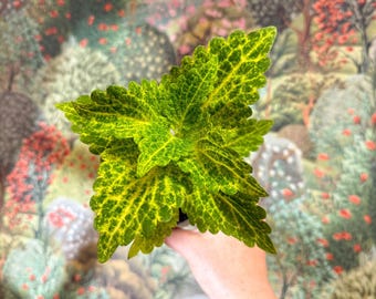 Coleus 'Ms River Walker' - Painted Nettle