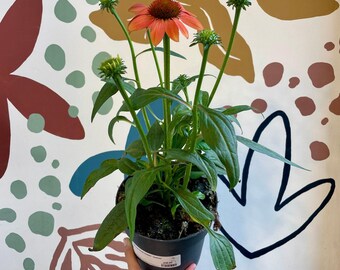 Echinacea 'Mooodz Sympathy' - Coneflower