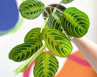 Maranta leuconeura var. erythroneura 'Lemon Lime' - Prayer Plant