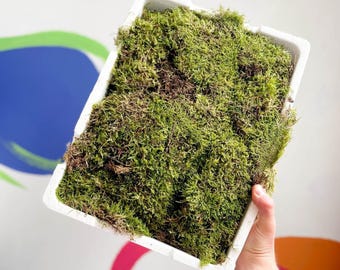 Carpet Moss – Live Terrarium Moss (Hypnum cupressiforme)