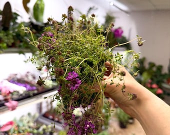 Thymus serpyllum 'Coccineus' - Red Creeping Thyme - British Grown Culinary Herbs
