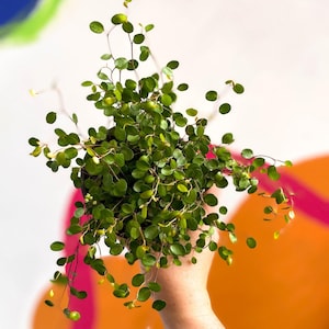 Muehlenbeckia complexa - Maidenhair Vine