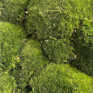 Live Cushion Moss, 40x25x10cm, Terrarium moss, SYBASoil, Bun moss, Pillow  moss, Mood moss