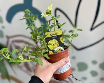 Verbena 'Lanai Green' - British Grown