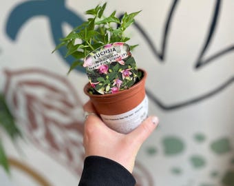 Fuchsia 'Windchimes Neon Pink Violet' - British Grown