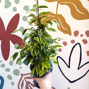 Ficus benjamina 'Anastasia' - Weeping Fig