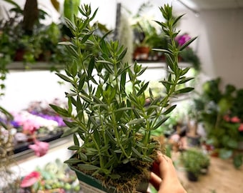 Hyssopus officinalis - Hyssop - British Grown Culinary Herb