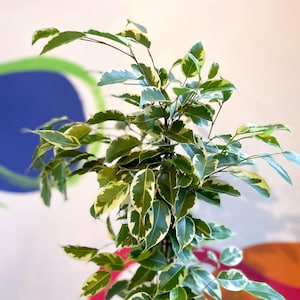 Ficus benjamina 'Samantha' - Variegated Weeping Fig