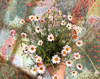 Rhodanthemum hosmariense 'Zagora Pink' - Moroccan Daisy