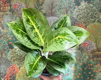 Aglaonema 'Lemon Mint' - Chinese Evergreen
