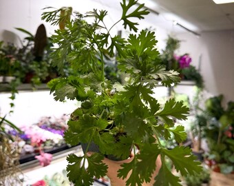Coriandrum sativum - Coriander - British Grown Culinary Herb