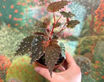 Begonia palmata 'D Don'