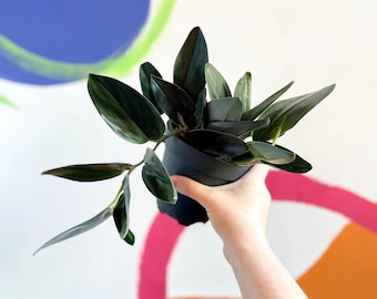 Scindapsus treubii 'Dark Form'