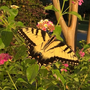Nature at Home