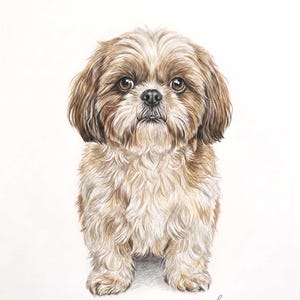 A pastel portrait of a cream and grey Shih Tzu sitting facing forward, soft feathered fur around the face and ears, on a plain pale background with a small signature in the lower corner.