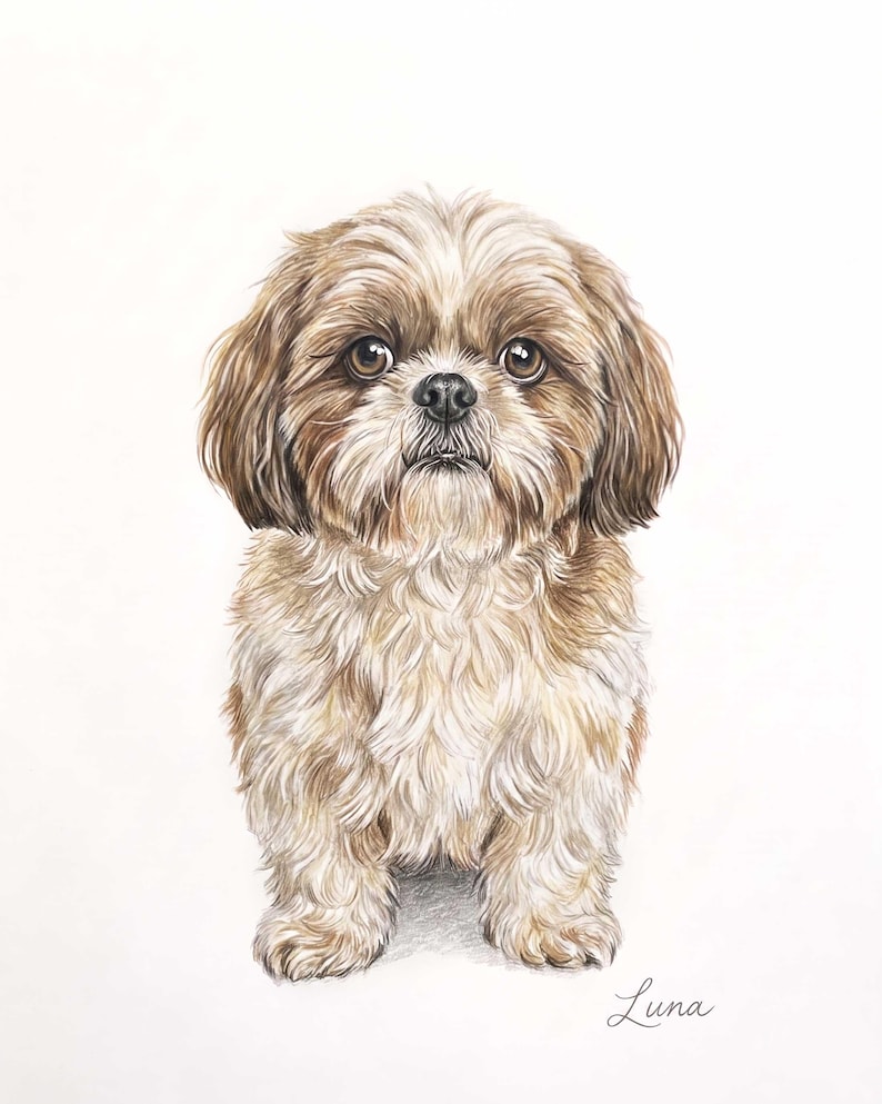 A pastel portrait of a cream and grey Shih Tzu sitting facing forward, soft feathered fur around the face and ears, on a plain pale background with a small signature in the lower corner.