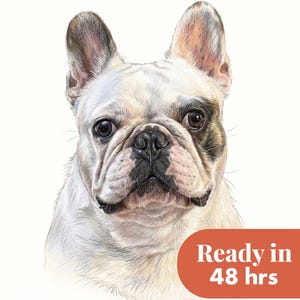 Pode incluir: Uma ilustra&ccedil;&atilde;o detalhada de um Bulldog Franc&ecirc;s com pelo branco, olhos escuros e marcas pretas ao redor do olho esquerdo e do nariz. O c&atilde;o tem orelhas eretas e focinho curto. Um gr&aacute;fico vermelho exibe o texto Ready in 48 hrs.