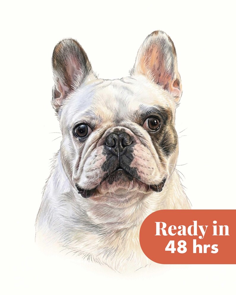 Pode incluir: Uma ilustra&ccedil;&atilde;o detalhada de um Bulldog Franc&ecirc;s com pelo branco, olhos escuros e marcas pretas ao redor do olho esquerdo e do nariz. O c&atilde;o tem orelhas eretas e focinho curto. Um gr&aacute;fico vermelho exibe o texto Ready in 48 hrs.