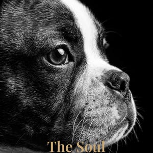 May include: A black and white profile portrait of a Boston Terrier dog with a white blaze on its face. The text "The Soul" appears in gold, followed by the white text "Intimate - Emotional - Personal" at the bottom of the image.
