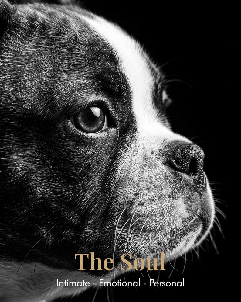 May include: A black and white profile portrait of a Boston Terrier dog with a white blaze on its face. The text "The Soul" appears in gold, followed by the white text "Intimate - Emotional - Personal" at the bottom of the image.