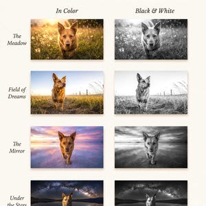 May include: A grid of eight photographs featuring a dog in various landscapes, titled Four worlds to hold them in. The rows are labeled The Meadow, Field of Dreams, The Mirror, and Under the Stars, with columns for In Color and Black & White versions.
