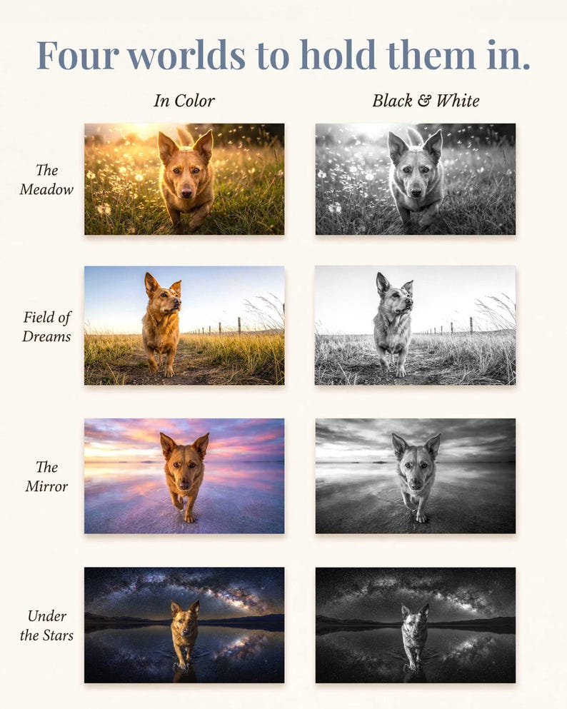 May include: A grid of eight photographs featuring a dog in various landscapes, titled Four worlds to hold them in. The rows are labeled The Meadow, Field of Dreams, The Mirror, and Under the Stars, with columns for In Color and Black & White versions.