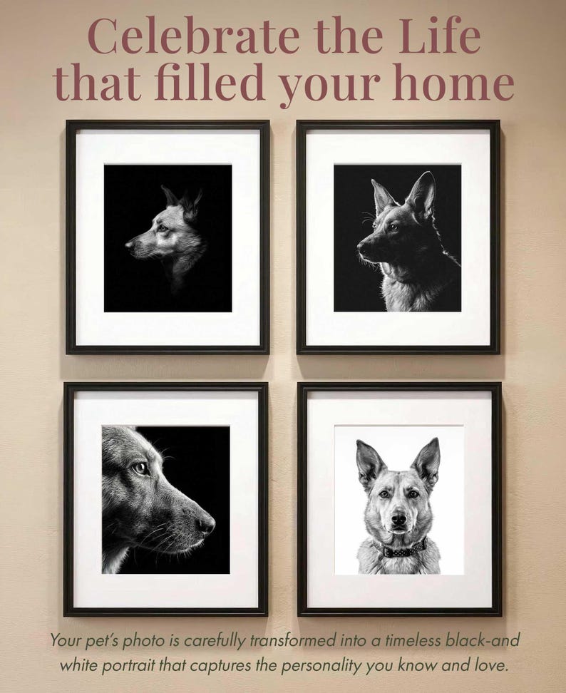 May include: Four square black frames with white matting containing black and white dog portraits. The text reads: Celebrate the Life that filled your home. Your pet's photo is carefully transformed into a timeless black-and white portrait.