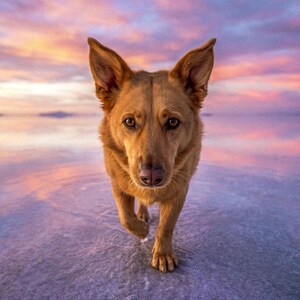 A German Shepherd standing on a still sheet of water that mirrors the dog completely, beneath a pink and violet sunset sky reflected across the surface.