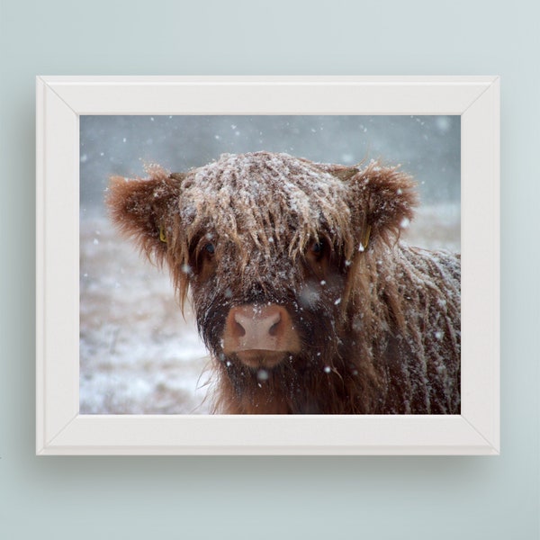 PRINTABLE Scottish Highland Coo Photograph - Winter Solstice Digital Wall Decor - Scotland Lover Gift - Highland Cow Holiday Art Printable