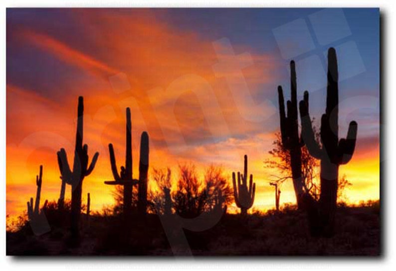 Arizona Sonoran Desert at Sunset Cactus Art Canvas Poster | Etsy