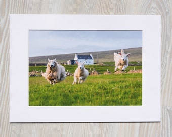 Funny Sheep Photograph | Humorous Jumping Lamb Photo | Unst Shetland Scotland | Cute Animal Photography | Mounted Photographic Print White