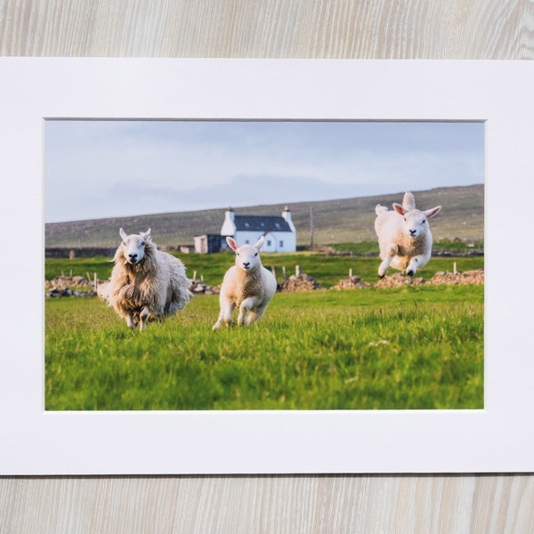 Funny Sheep Photograph | Humorous Jumping Lamb Photo | Unst Shetland Scotland | Cute Animal Photography | Mounted Photographic Print White