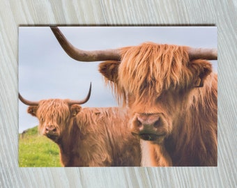 Highland Cow Card | Blank Greeting Card | All Occasion | Scotland Nature Photos | Cute Scottish Animals | Highland Cattle | Farm Animal Card