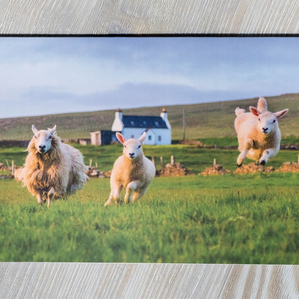Sheep Card Funny | Blank Greeting Card | Humorous Sheep Photo | Jumping Sheep Lamb | All Occasions | Sheep Farmer Gift | Cute Farm Animals