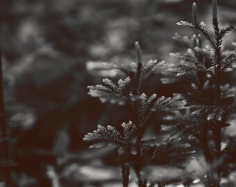 Little Trees PRINT, 8x10