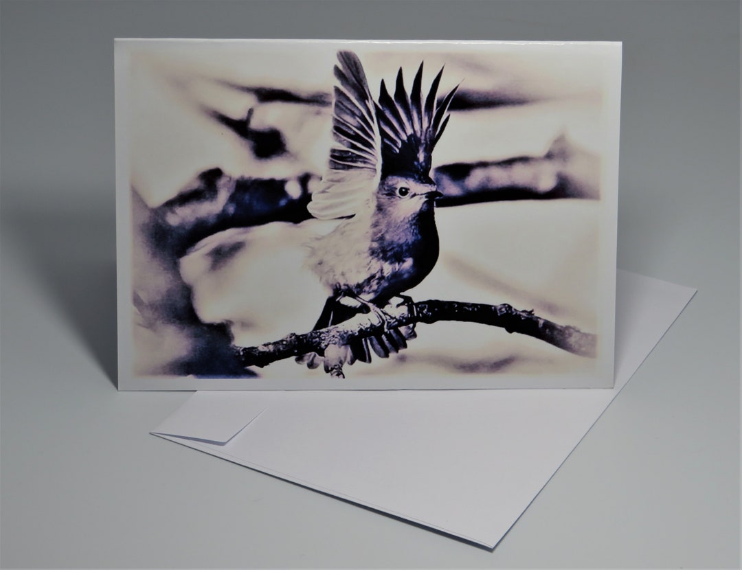 Robin Blank Greeting Card With Envelope - Etsy UK