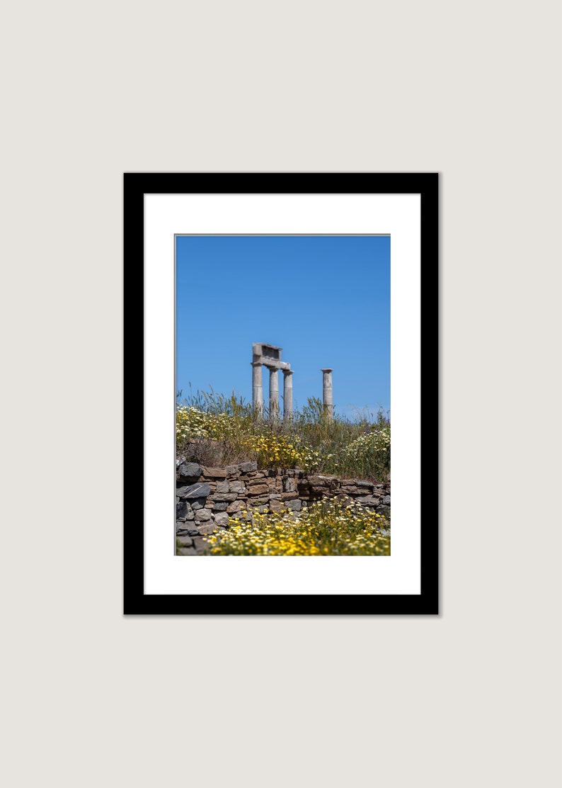 Greece photography Yellow Spring flowers bloom among the ancient Columns Delos Island Greece Print Available Framed and Digital Download