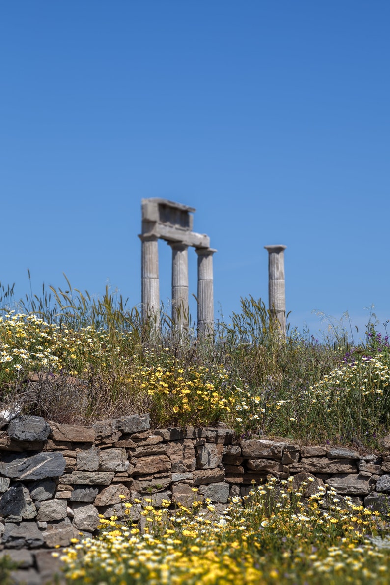 Greece photography Yellow Spring flowers bloom among the ancient Columns Delos Island Greece Print Available Framed and Digital Download